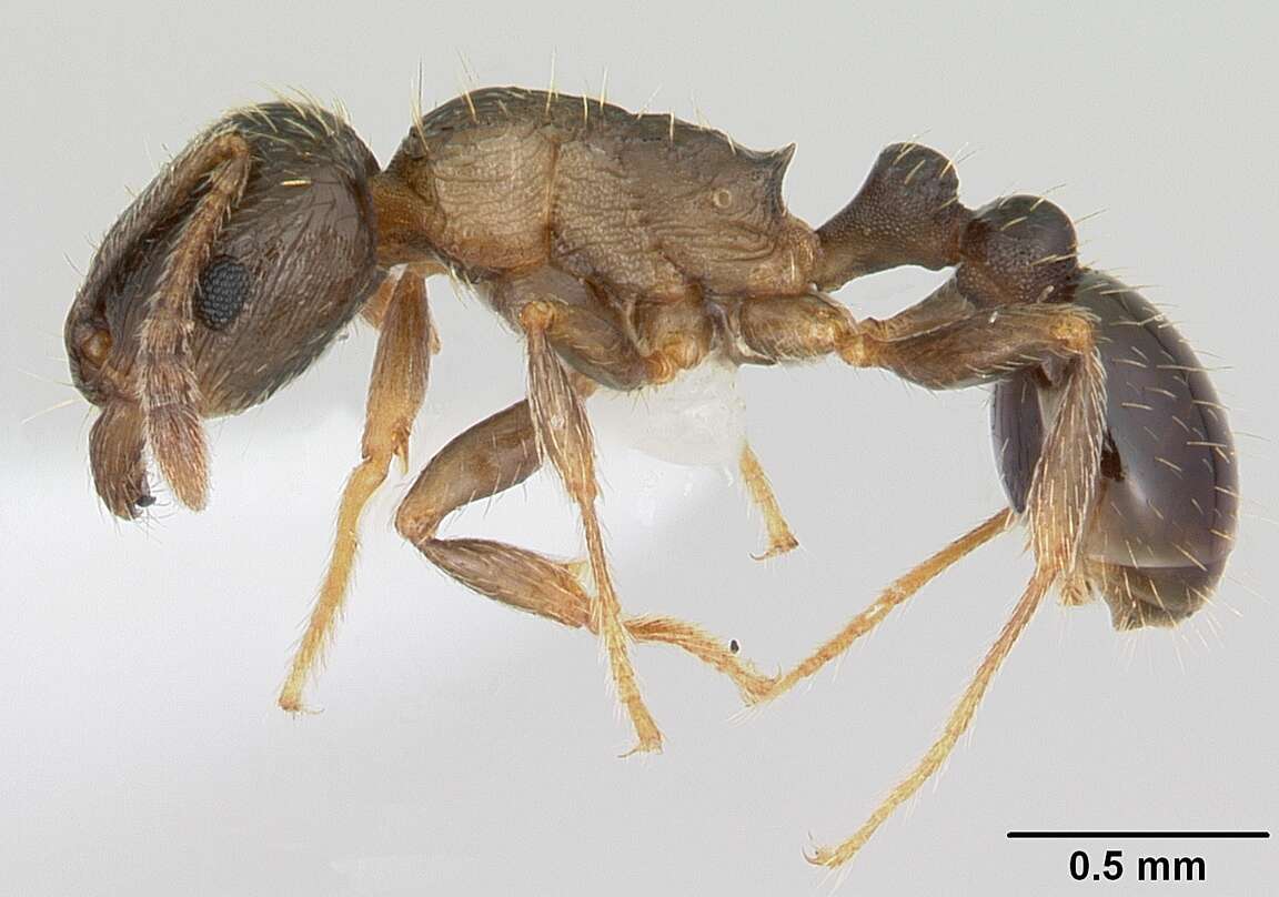 Image of Japanese Pavement Ant