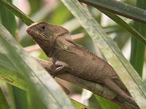 Image of Corytophanes