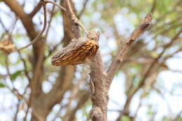 Image of Marsdenia volubilis (L. fil.) Cooke