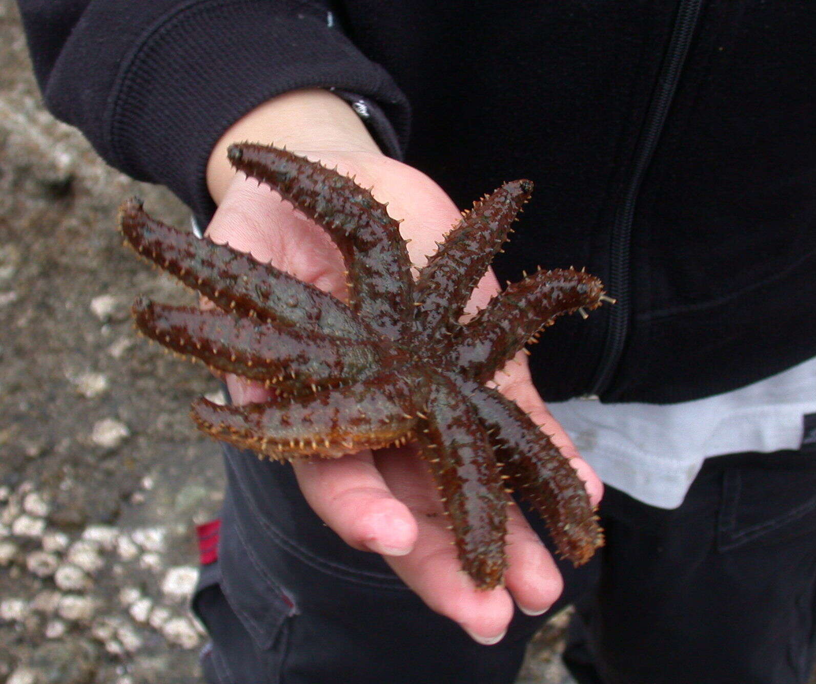 Image de Coscinasterias Verrill 1867