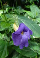 Image of Thunbergia battiscombei Turrill