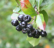 Plancia ëd Aronia