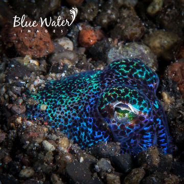 Image of Humming-bird Bobtail Squid