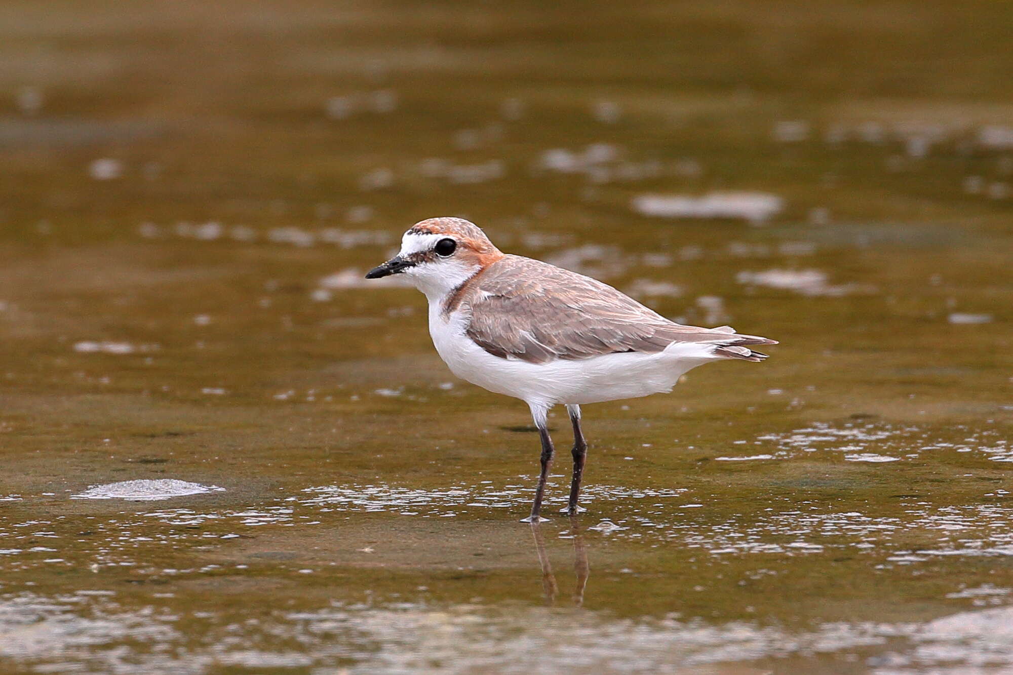 Image of Red-capped Dotterel