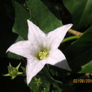 Image of <i>Coccinia grandis</i>