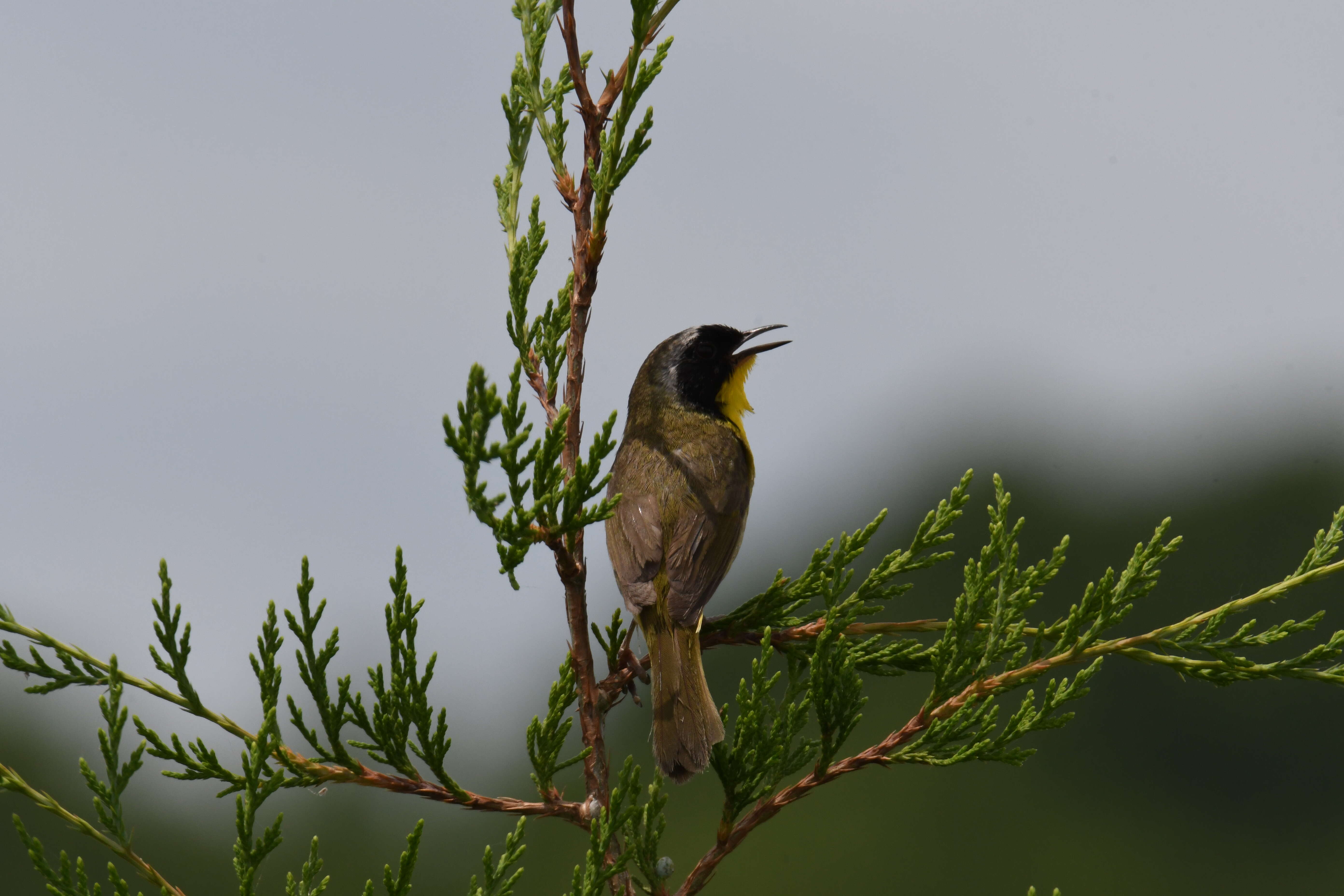 Geothlypis trichas (Linnaeus 1766) resmi