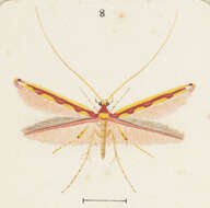 Image of Macarostola miniella (Felder & Rogenhofer 1875)