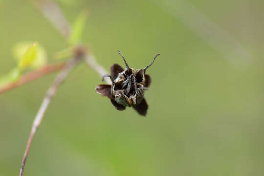 Image of Hypericum