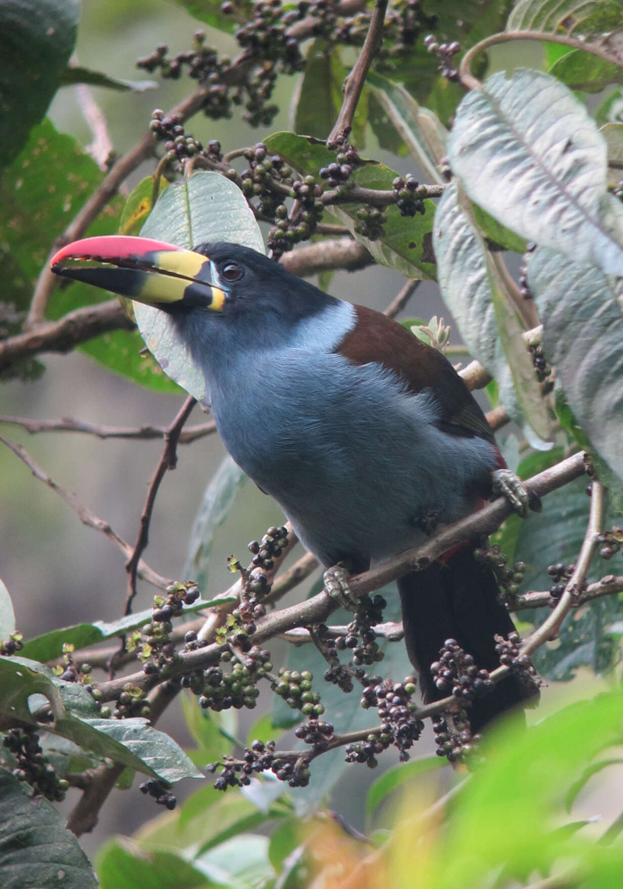 Image de Toucan bleu