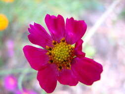 Image of garden cosmos