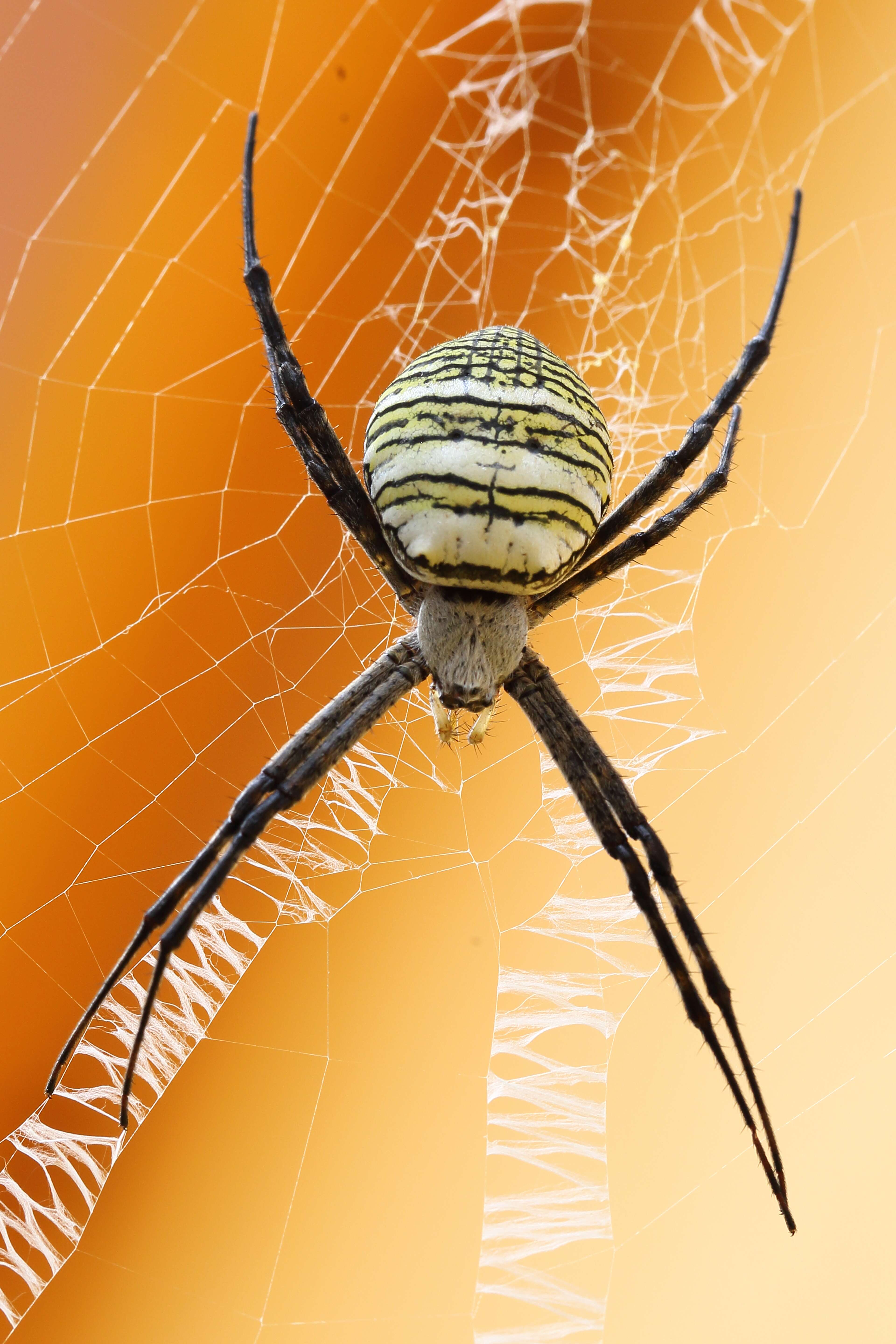 Image of Oval St Andrew's Cross Spider