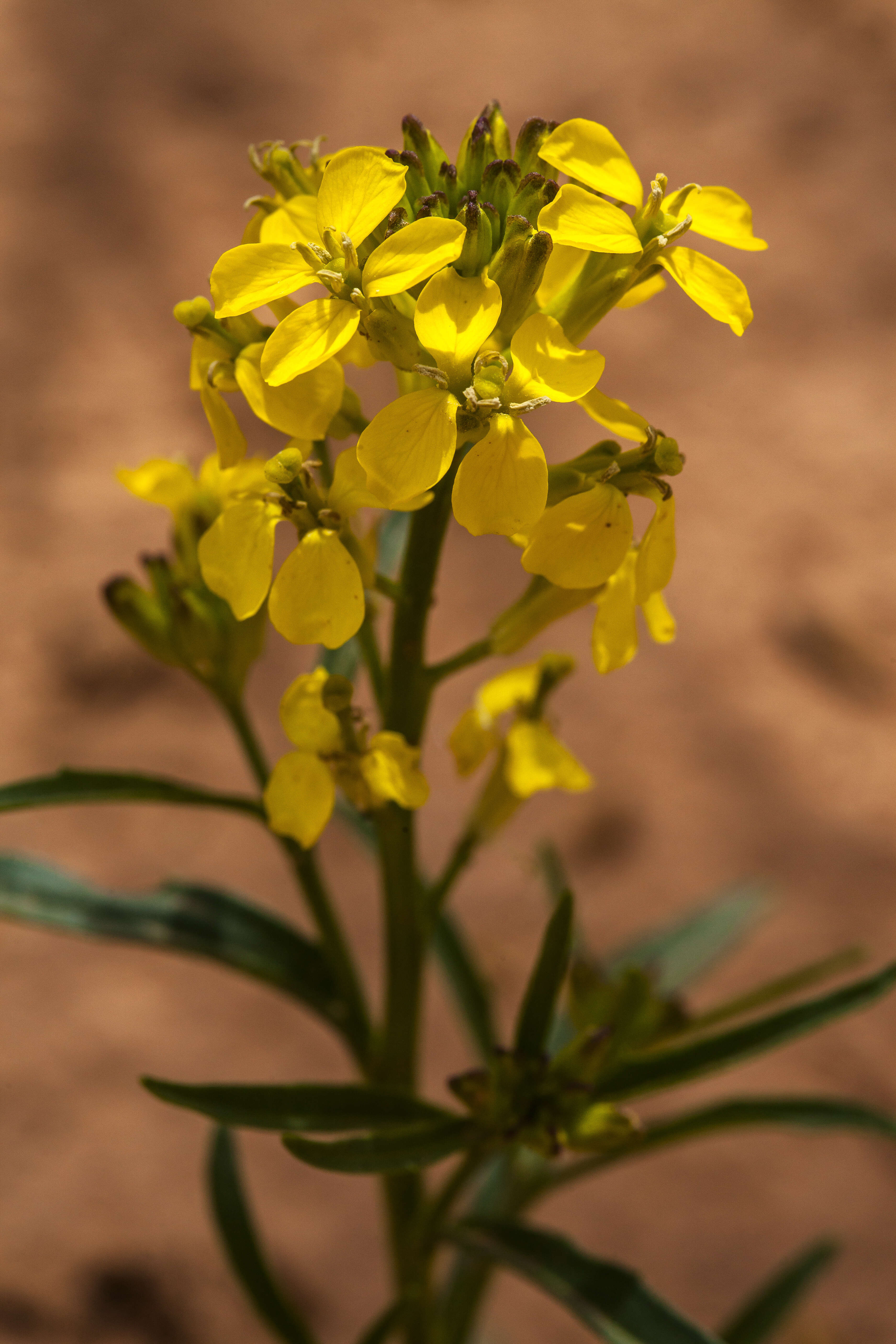 Image of western wallflower