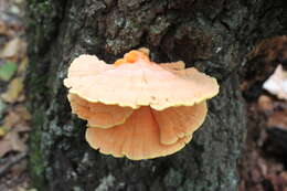 Image of Bracket Fungus