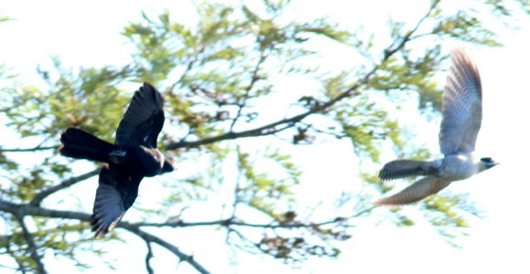 Image of Pacific Koel