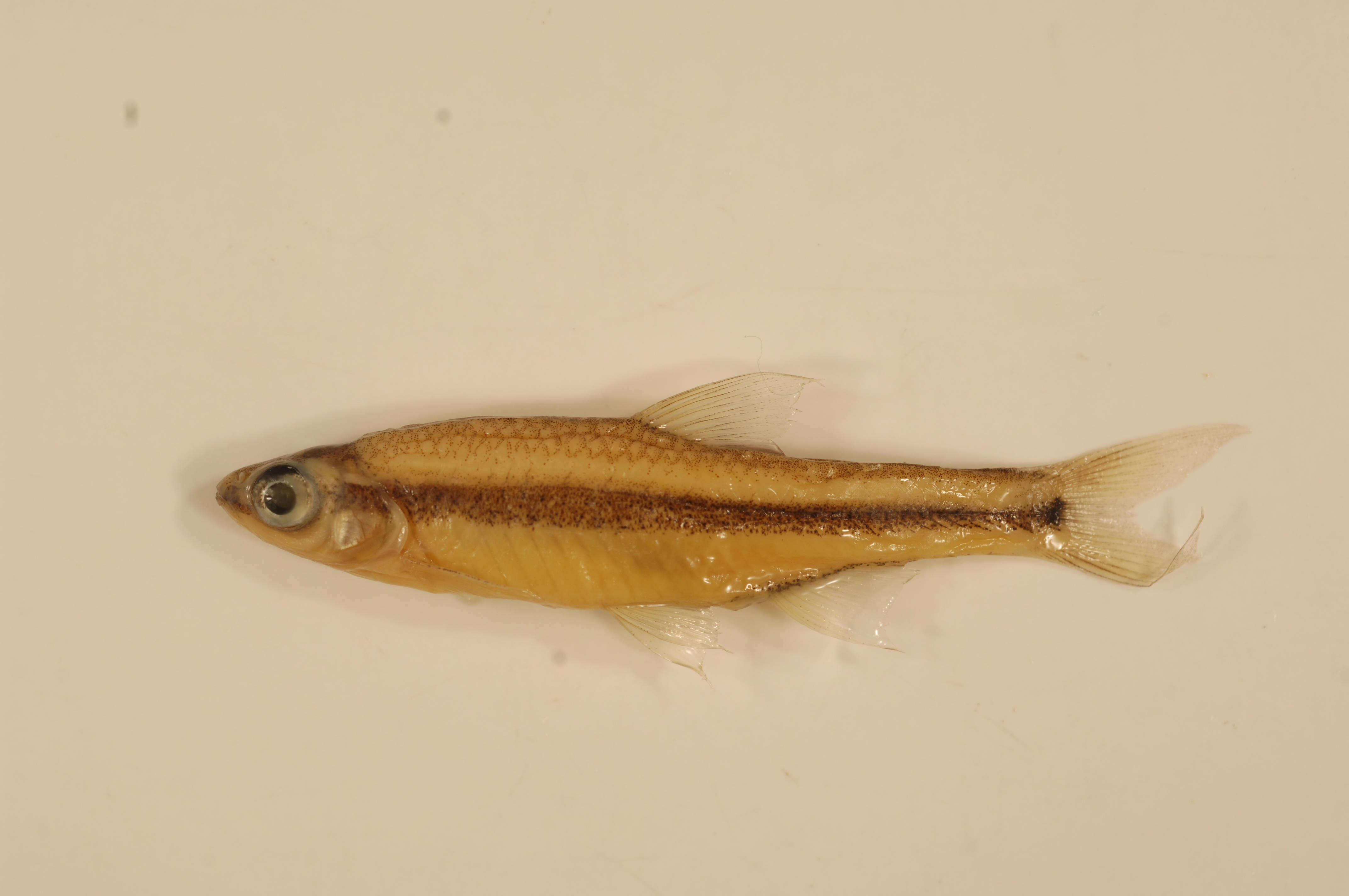 Imagem de Notropis chalybaeus (Cope 1867)