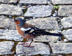 Image of Fringilla Linnaeus 1758