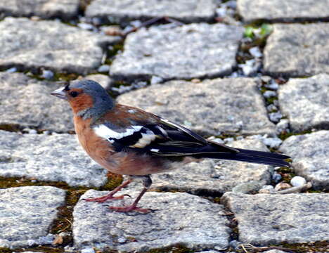 Image of Fringilla Linnaeus 1758