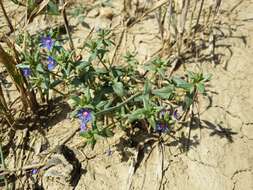 Imagem de Lysimachia foemina (Mill.) U. Manns & Anderb.