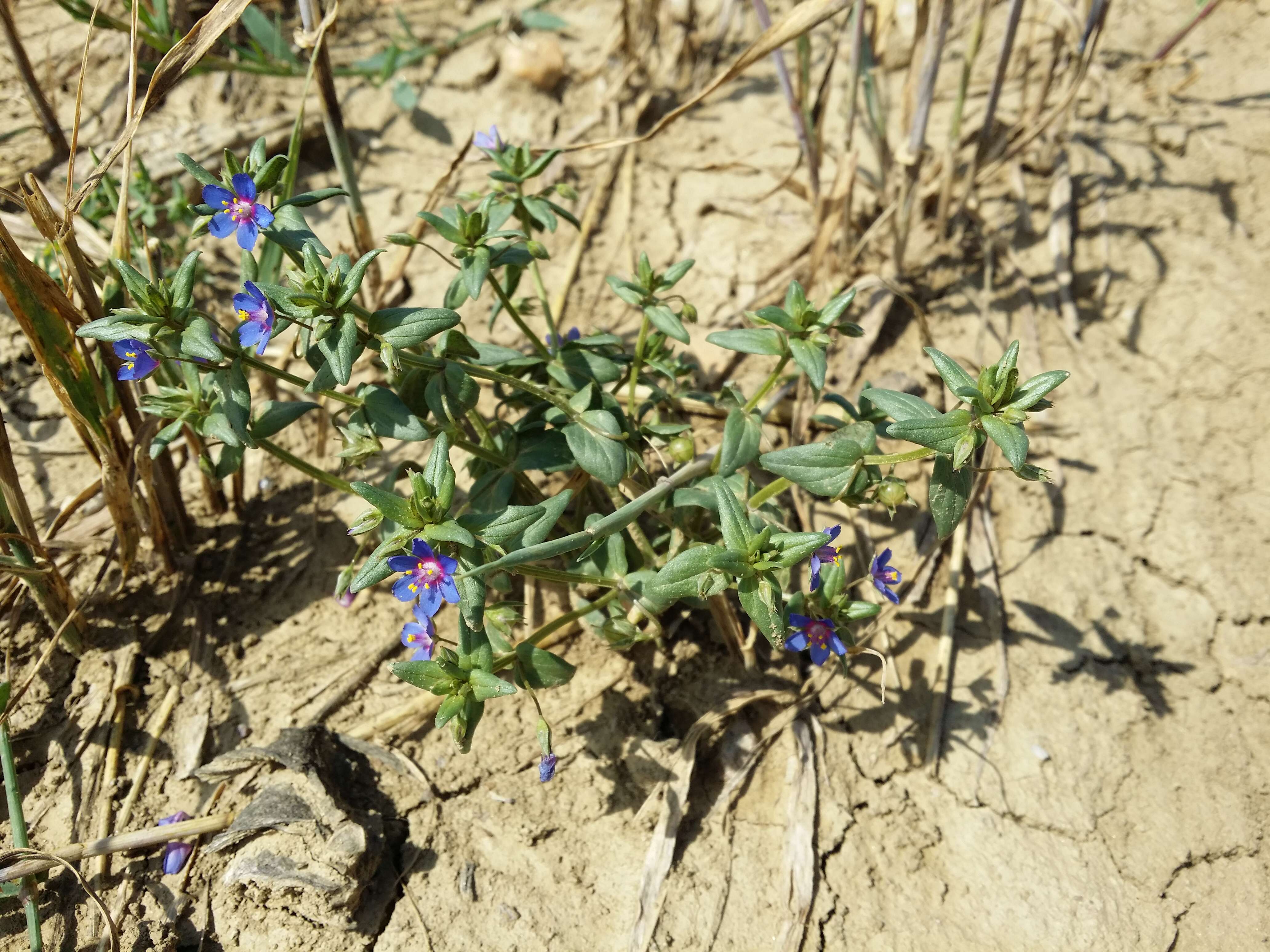 Imagem de Lysimachia foemina (Mill.) U. Manns & Anderb.