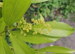 Image of laurel-leaf snailseed