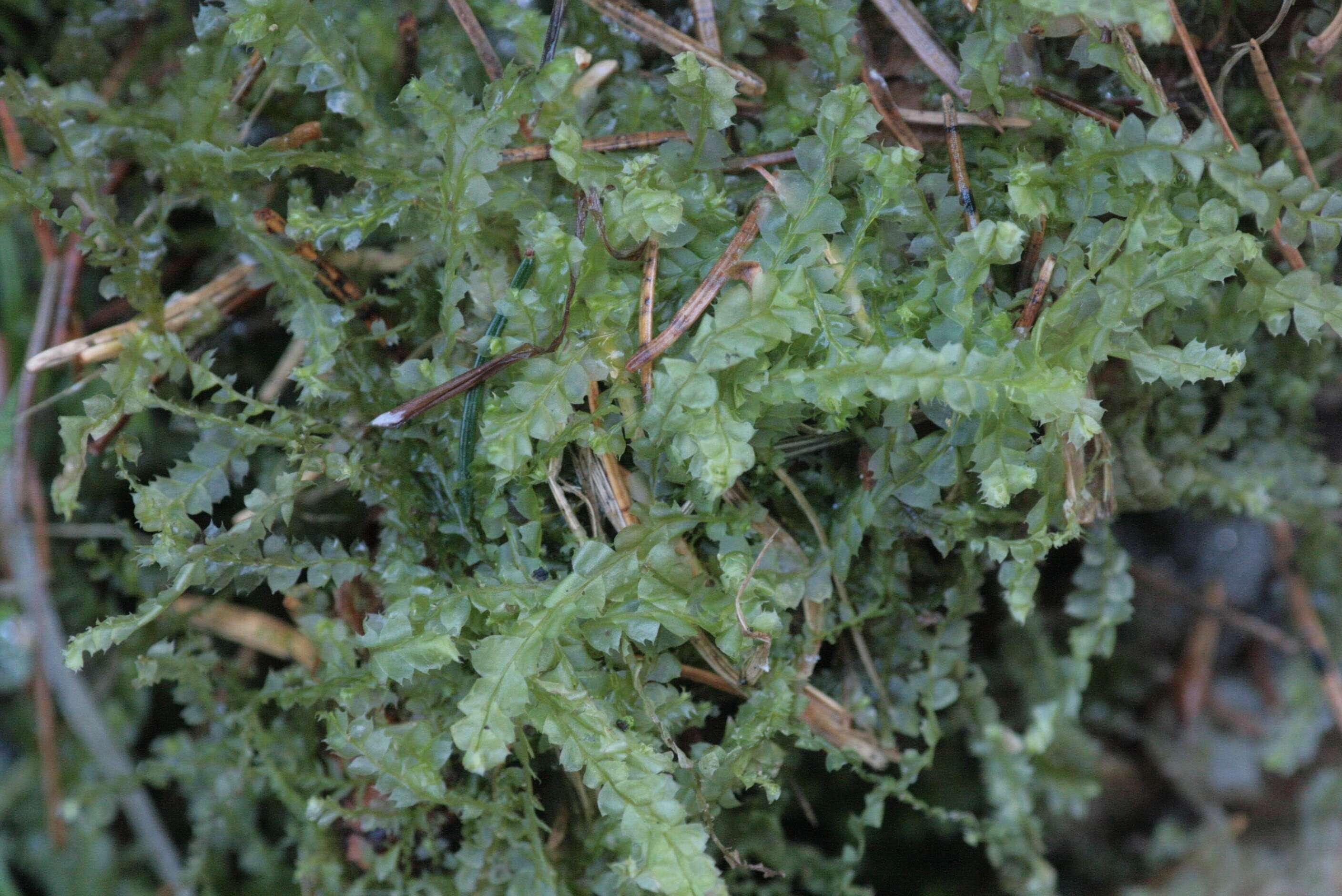 Image of Bifid Crestwort