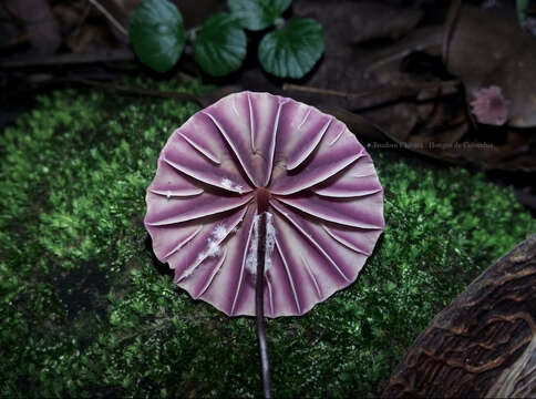 Image of Marasmius tageticolor