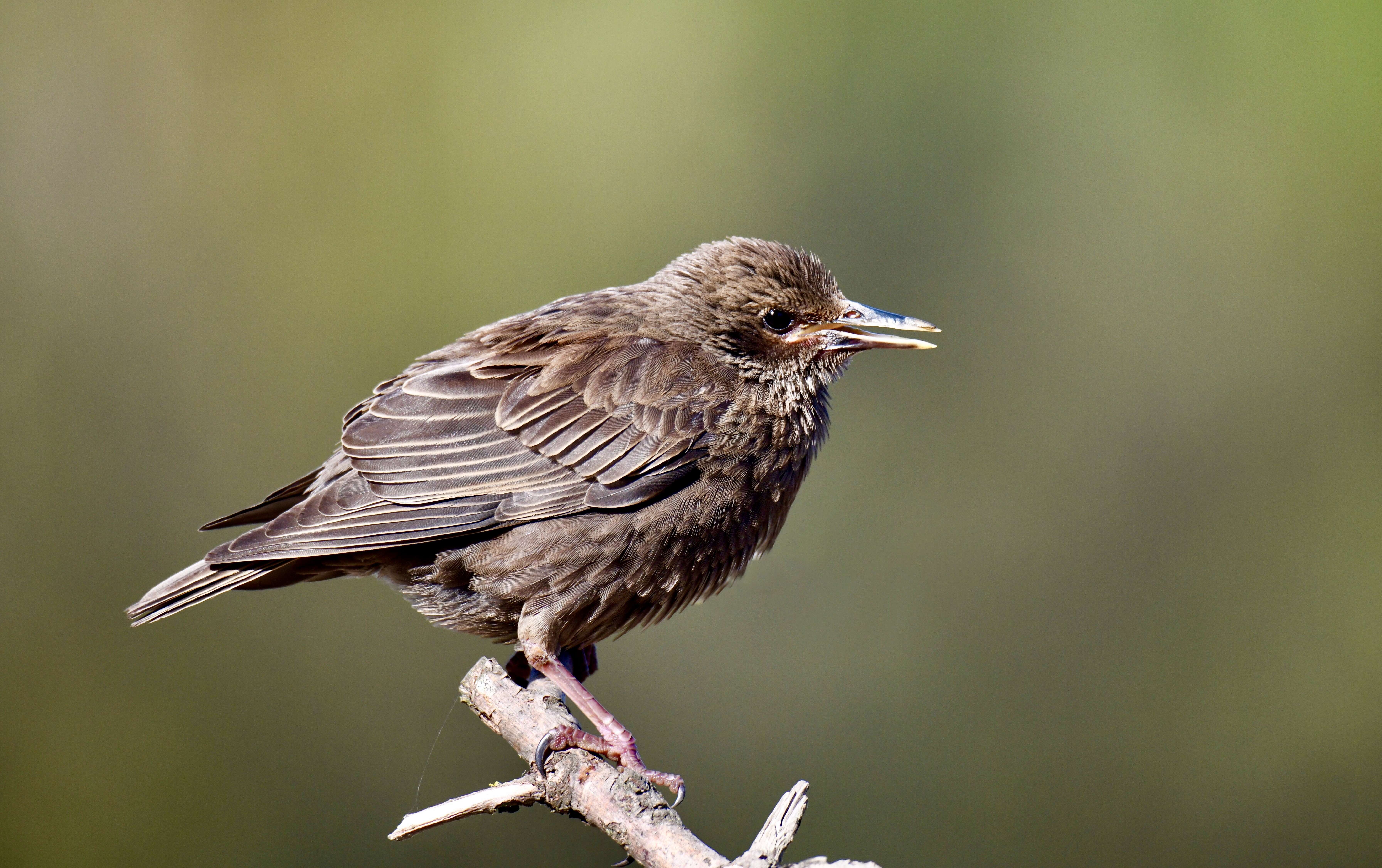 Imagem de Sturnus unicolor Temminck 1820