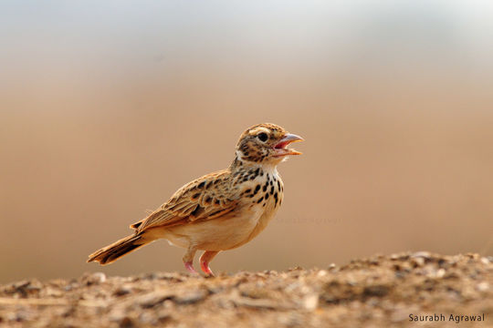 18.https www inaturalist org photos 6238614.580x360