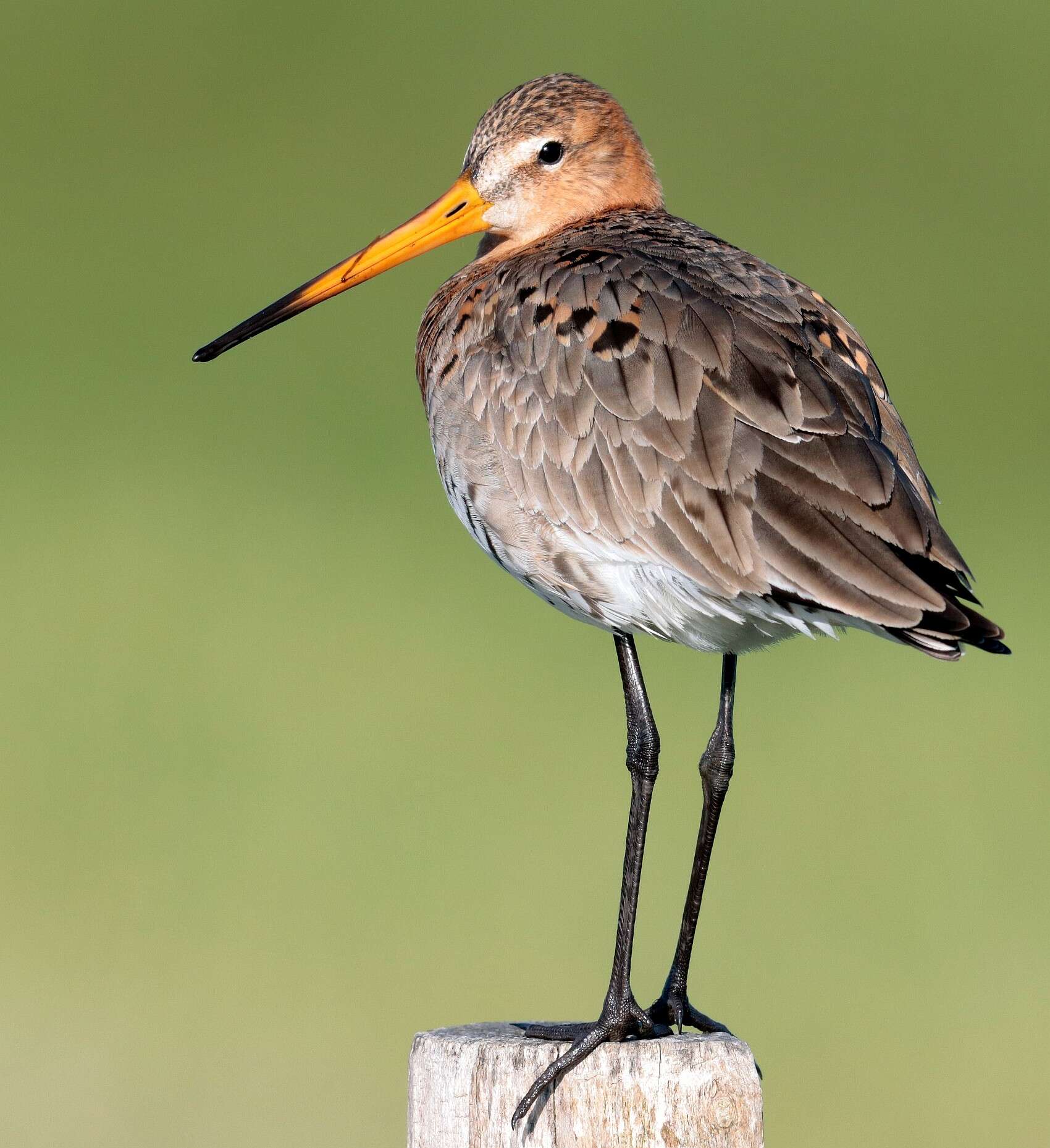 Image of Black-tailed Godwit