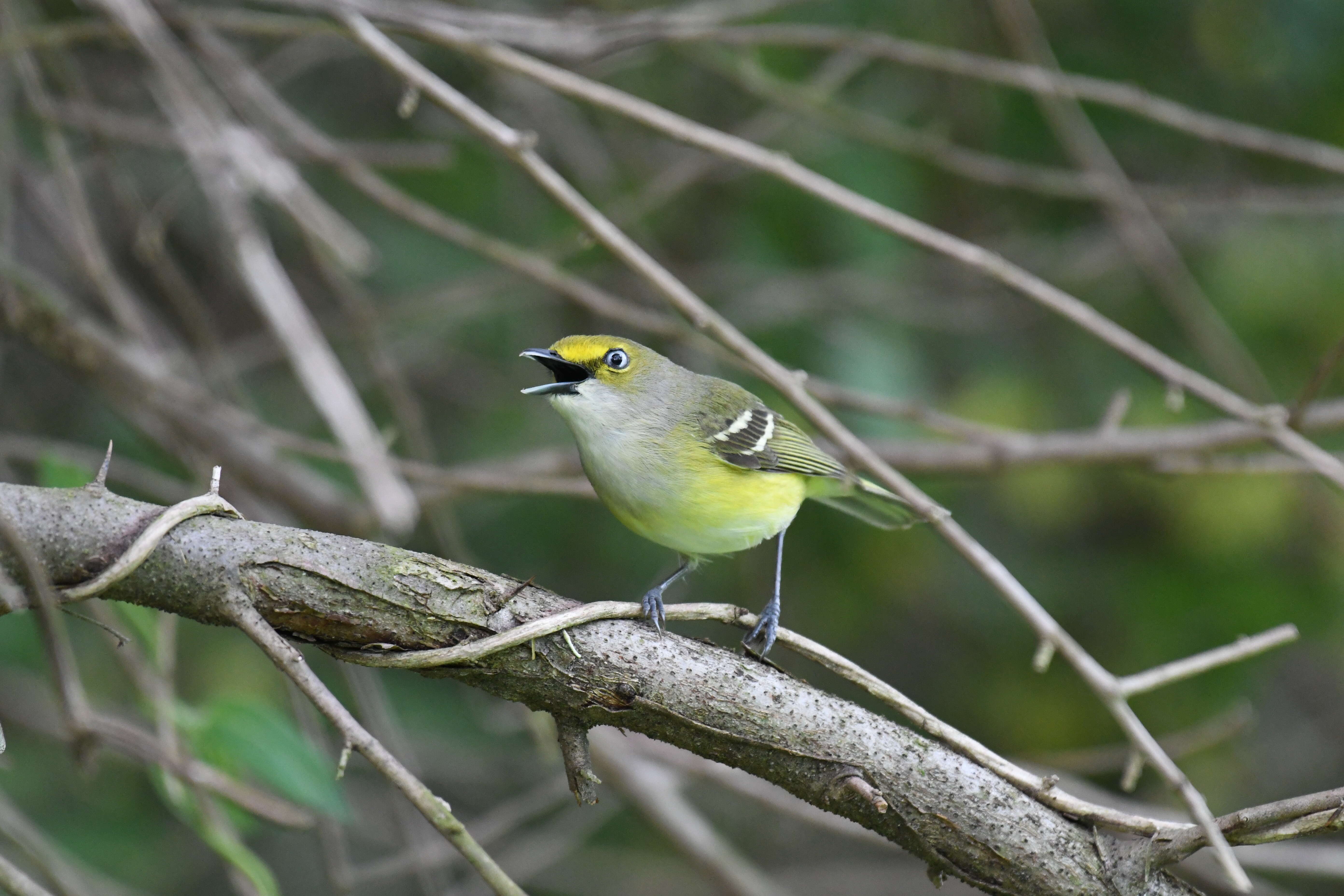 Слика од Vireo griseus (Boddaert 1783)