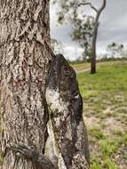 Image of Frilled Lizard