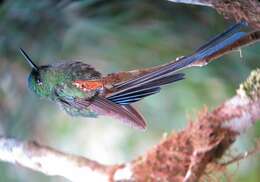 Image of Violet-tailed Sylph