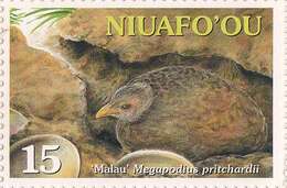 Image of Nevafou Megapode