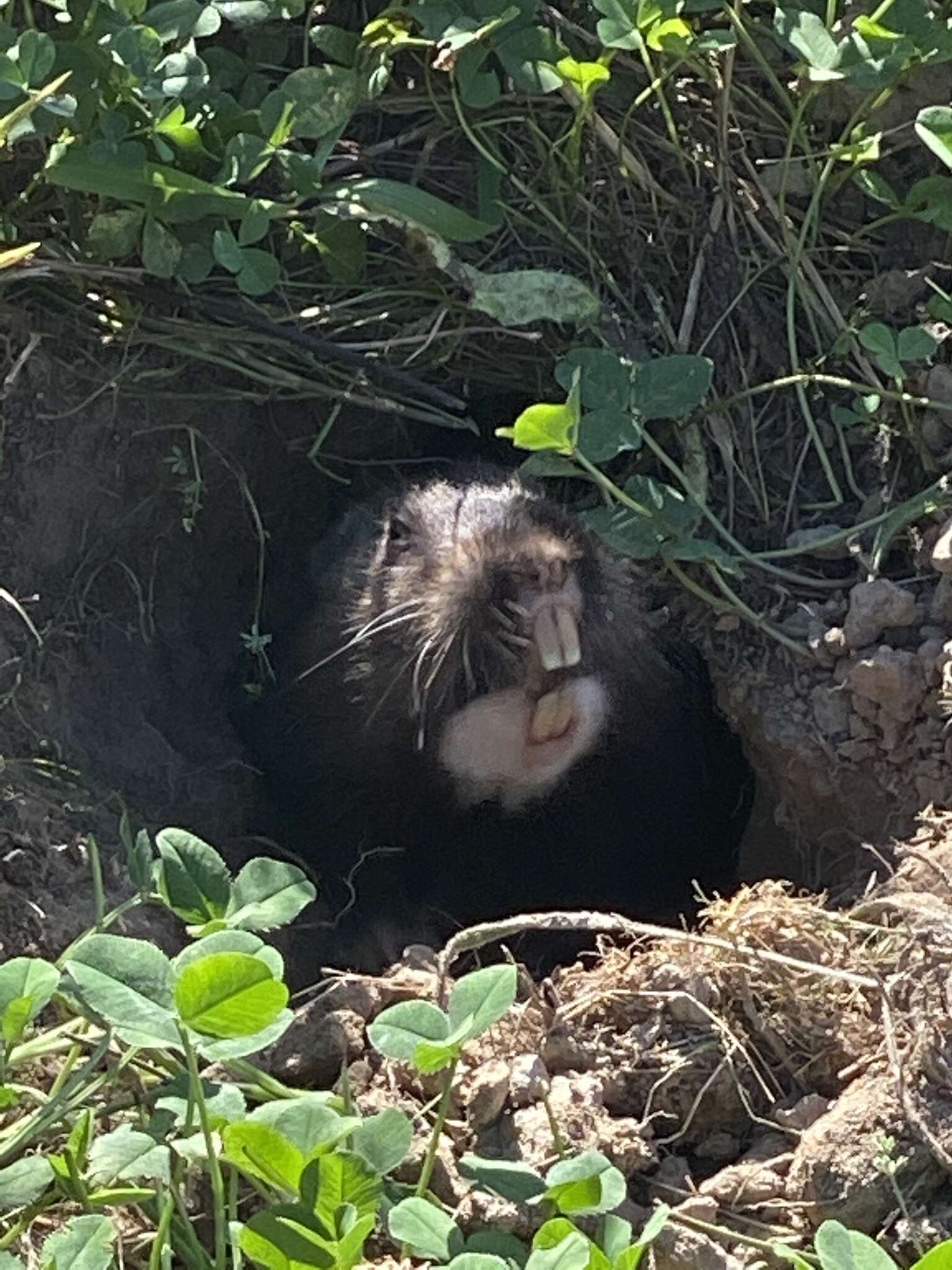 Image of Camas Pocket Gopher