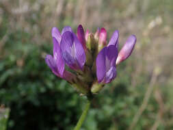 Image of Astragalus danicus Retz.