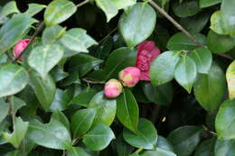 Image of camellia