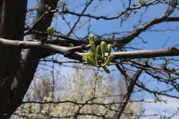 Plancia ëd Gleditsia triacanthos L.