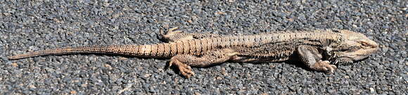 Image of Bearded Dragon