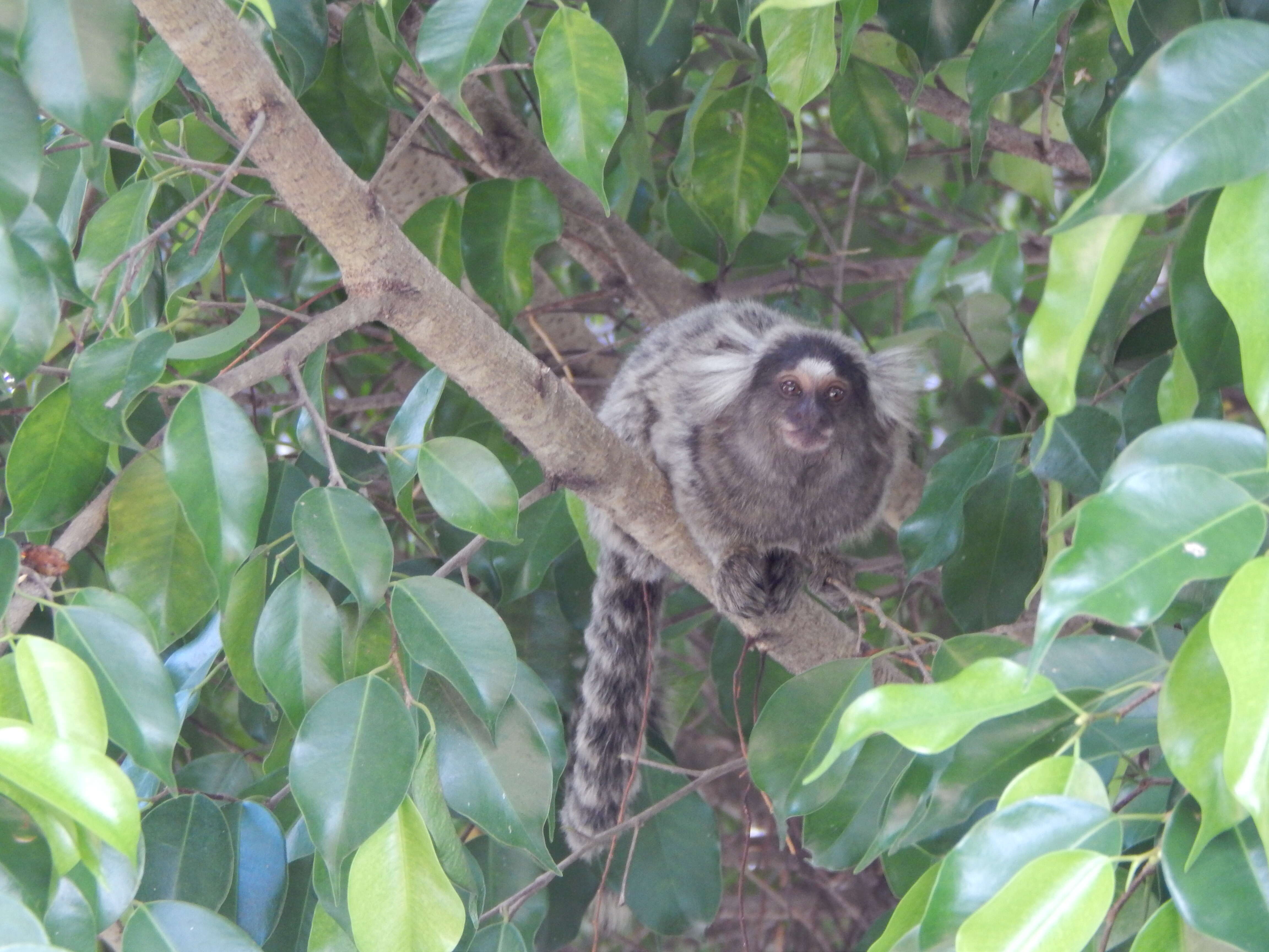 Image of Common Marmoset