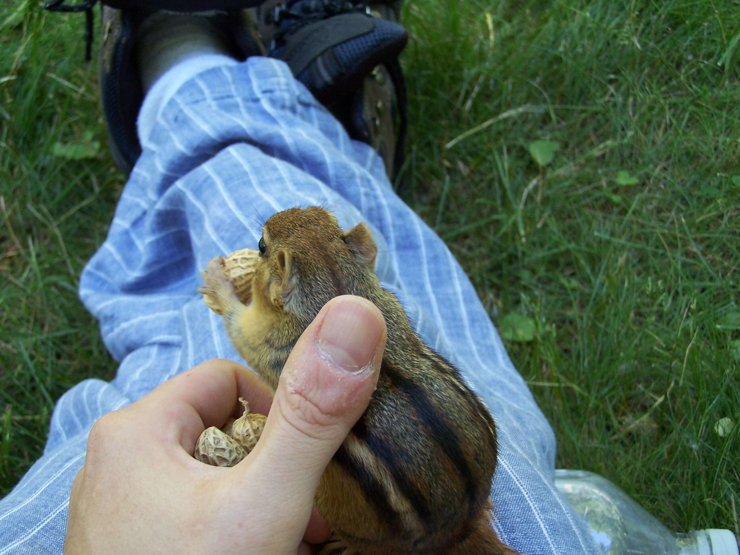 Image of Siberian Chipmunk