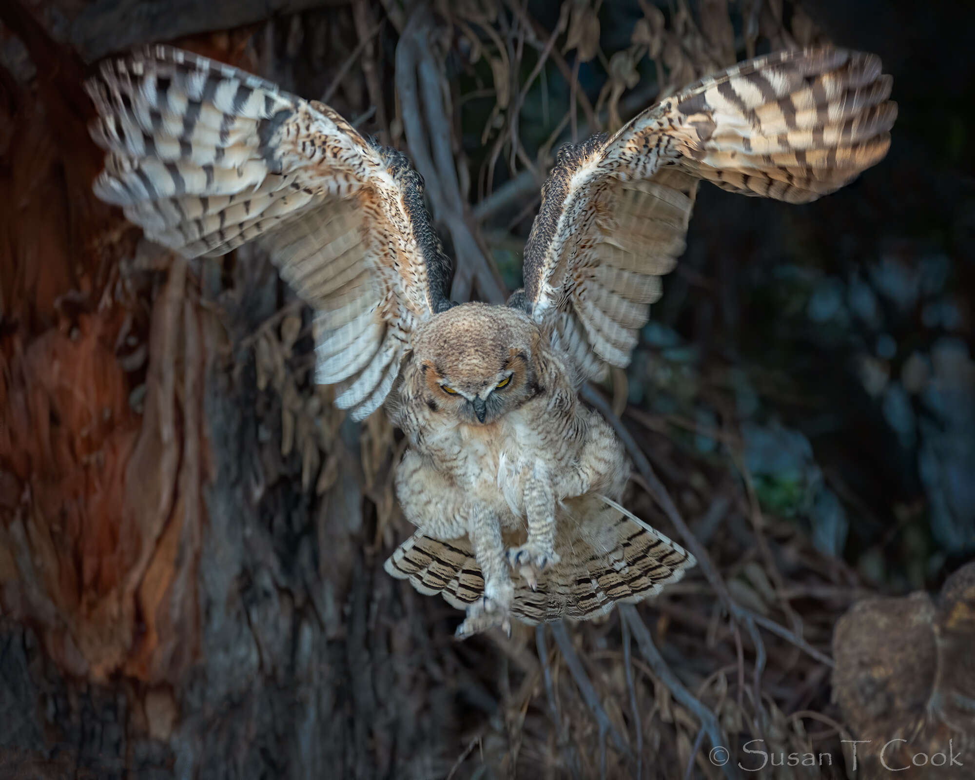 Image of Great Horned Owl