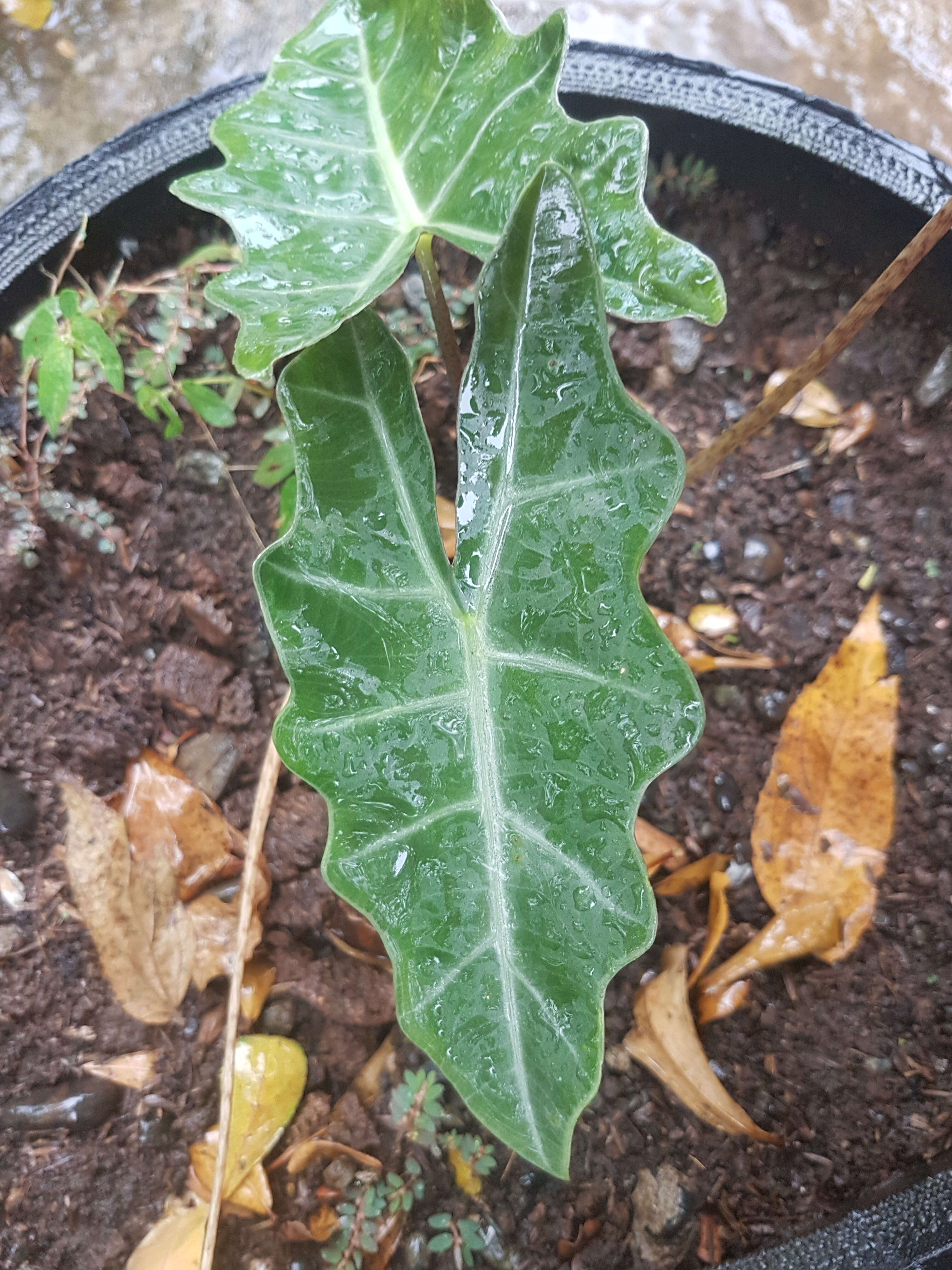 Imagem de Alocasia sanderiana W. Bull