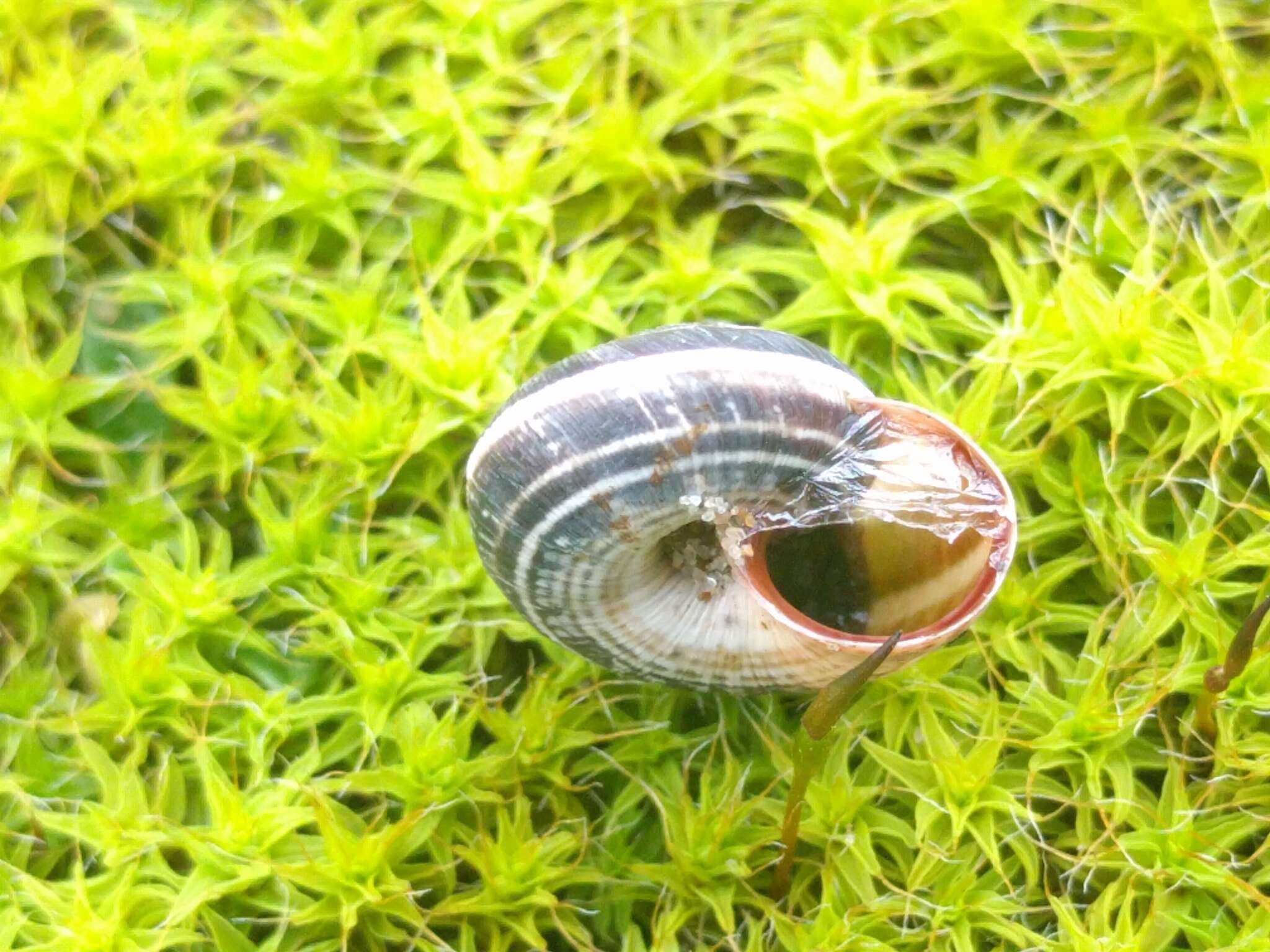 Image of Maritime gardensnail