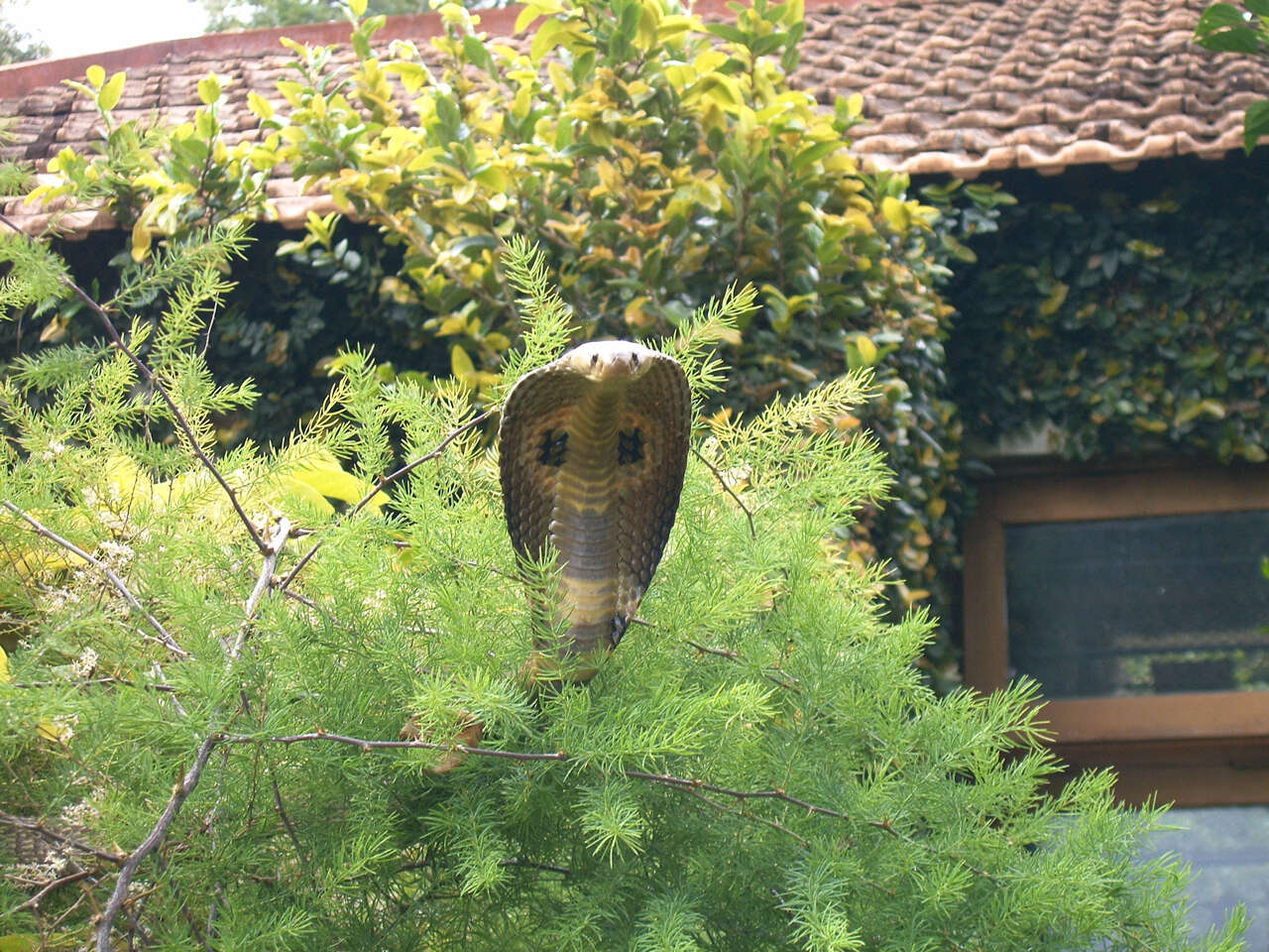 Image of Indian cobra