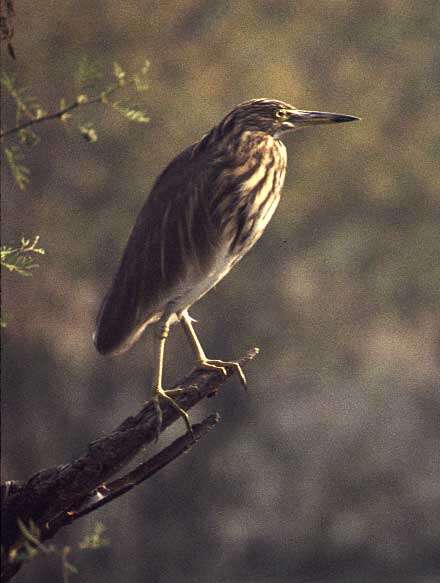 Image of Indian Pond Heron