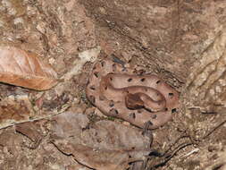 Image of Hump-nosed pit viper