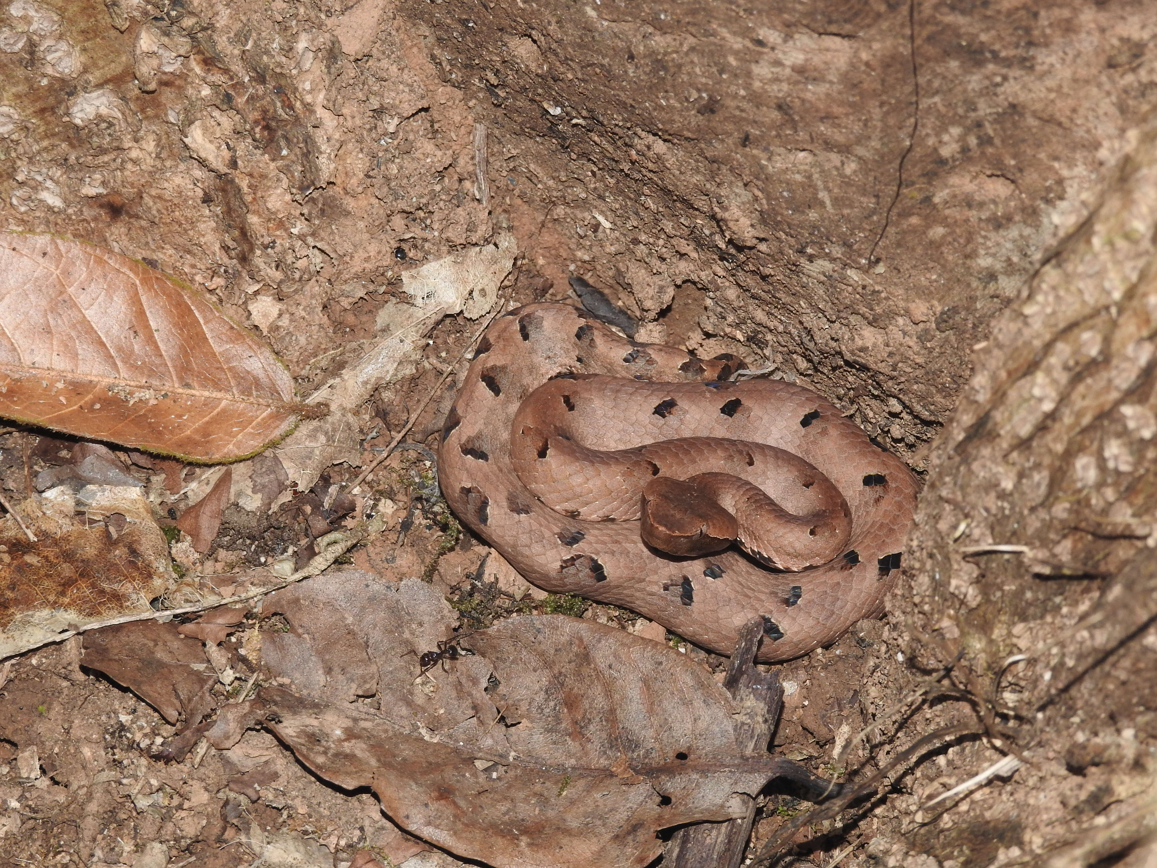 Image of Hump-nosed pit viper