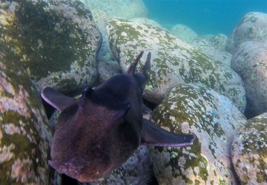Image of Crested Bullhead Shark