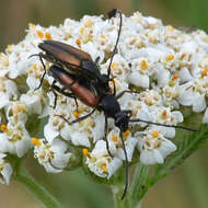 Image of Black-striped Longhorn Beetle