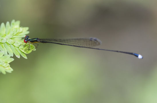 Image of <i>Psaironeura angeloi</i> Tennessen 2016